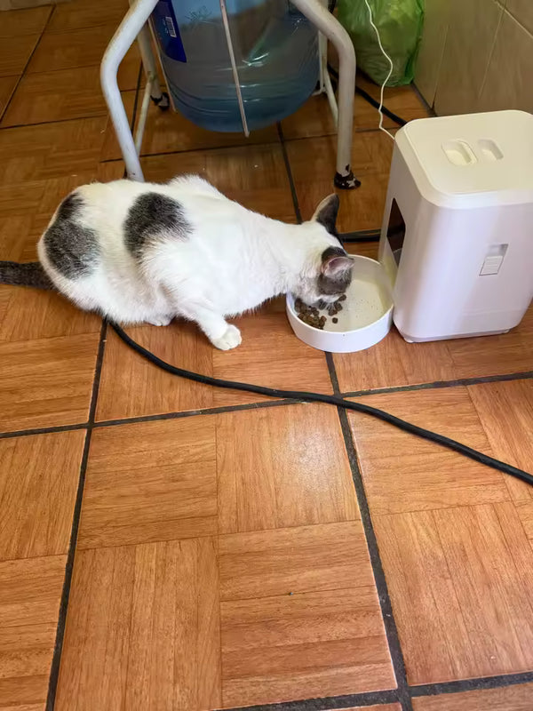 שרה לוינסקי